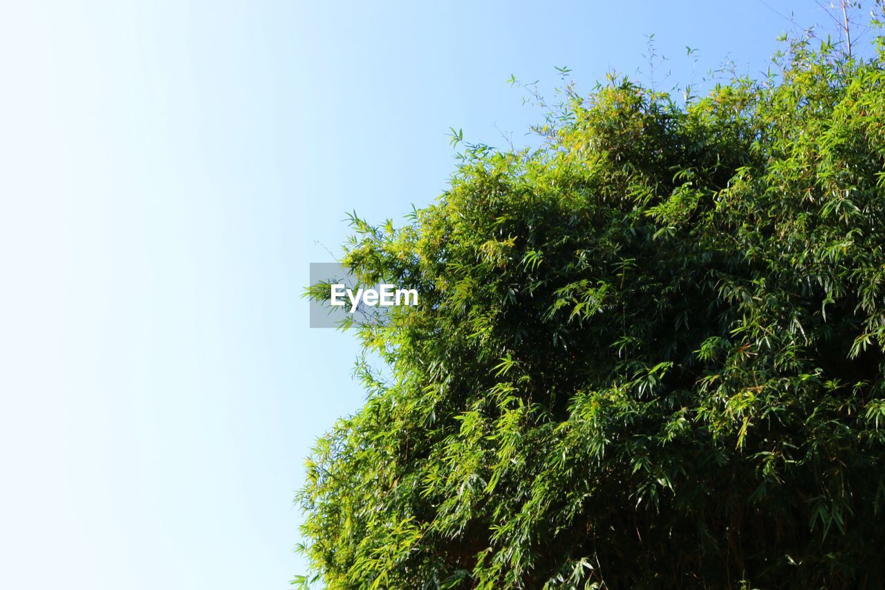 LOW ANGLE VIEW OF GREEN TREE AGAINST SKY