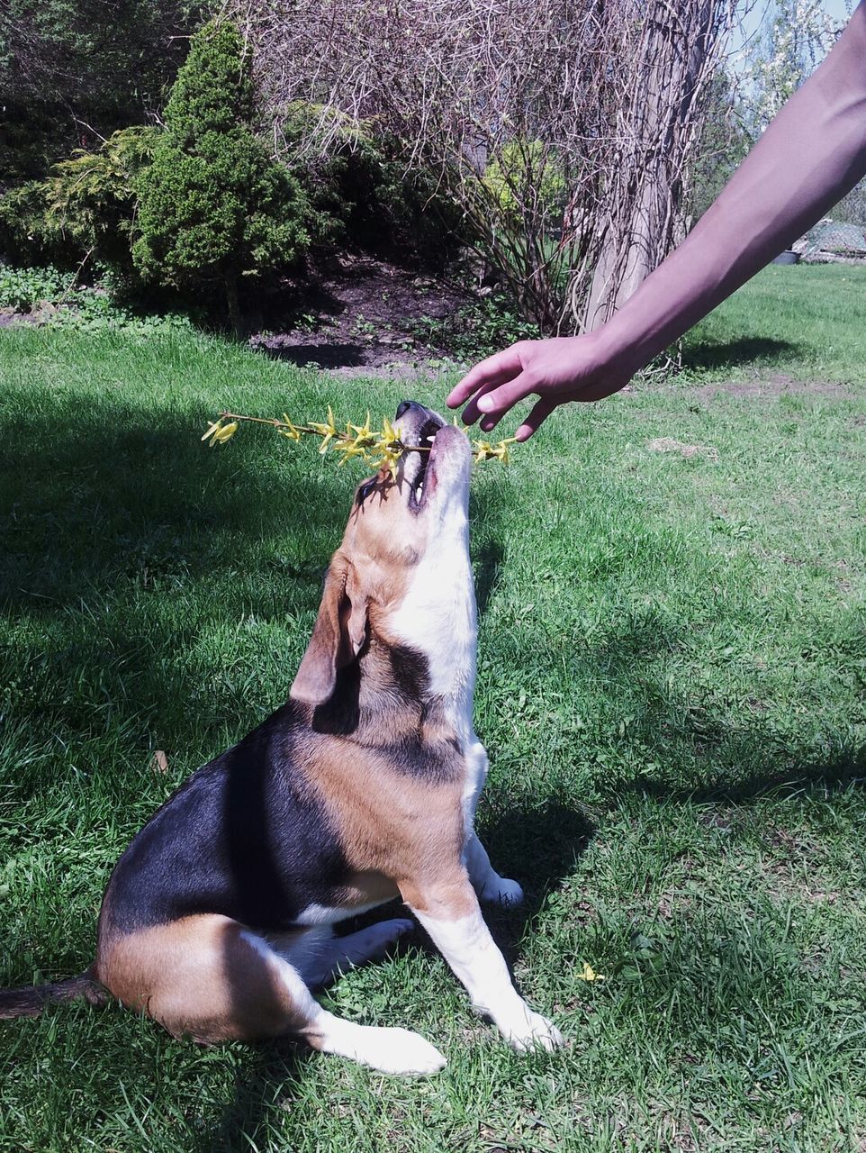 Side view of a hand touching dog