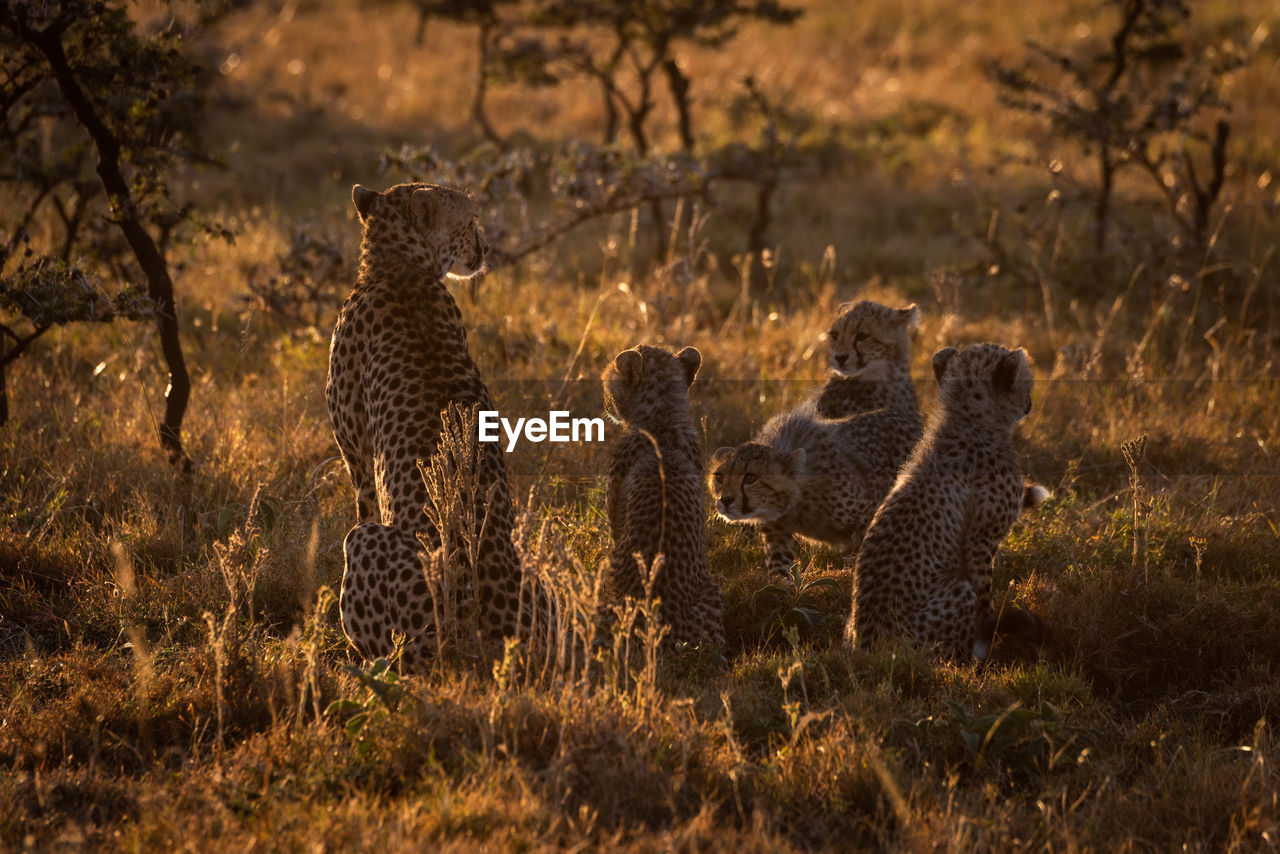 Rear view of cheetahs sitting on grassy field during sunset