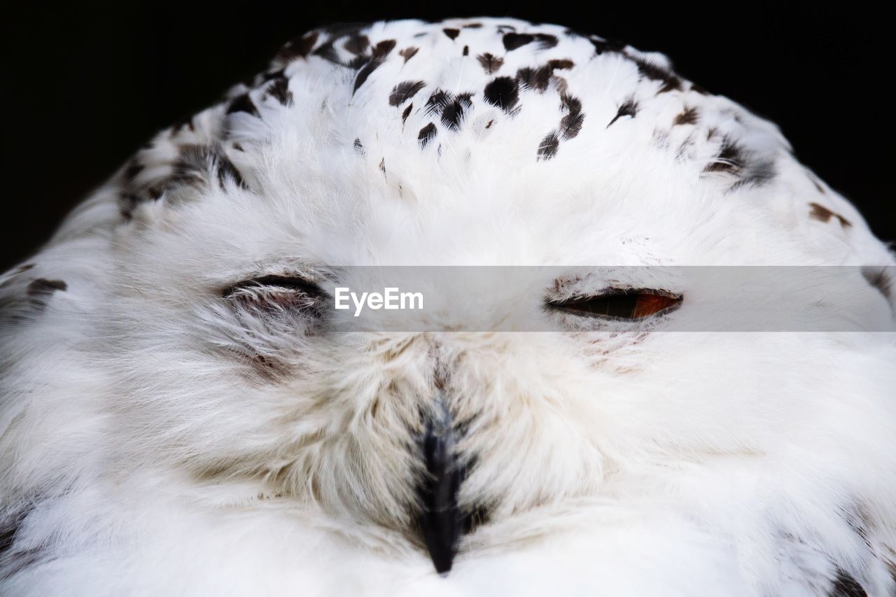 Close-up portrait of a snowy owl.