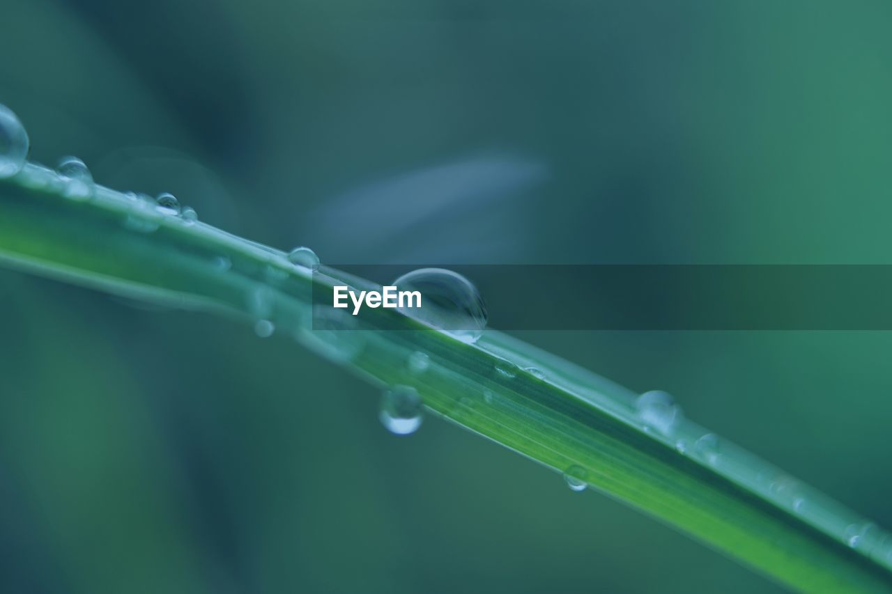 CLOSE-UP OF WATER DROPS ON PLANT