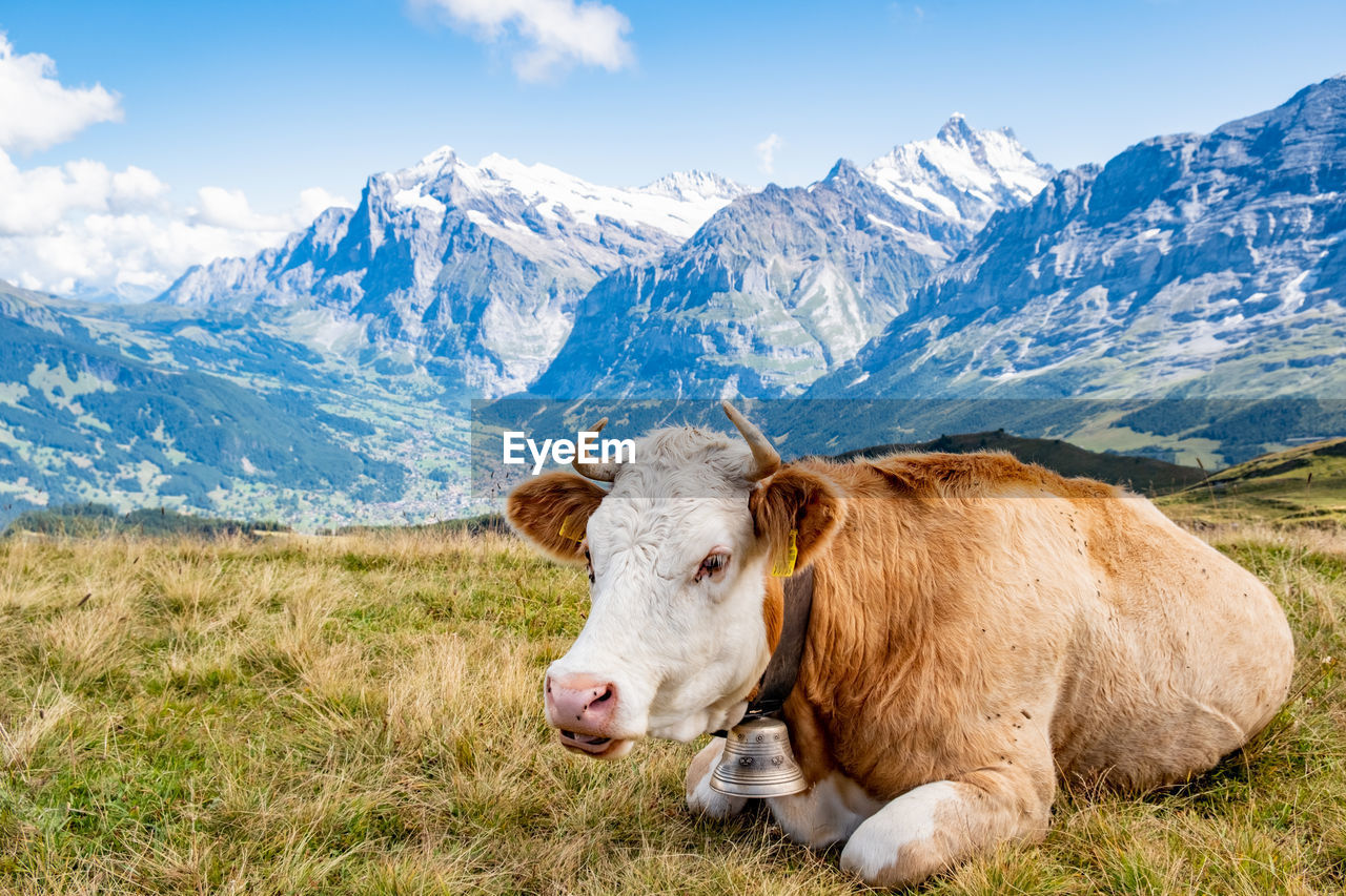 mammal, animal, animal themes, domestic animals, livestock, landscape, mountain, pasture, grass, cattle, environment, mountain range, meadow, nature, pet, field, grassland, snow, scenics - nature, land, plain, sky, agriculture, cow, rural scene, beauty in nature, plant, cold temperature, domestic cattle, farm, winter, one animal, no people, grazing, natural environment, snowcapped mountain, outdoors, portrait, cloud, bull, mountain peak, brown, rural area, animal wildlife, animal hair, relaxation, blue, wilderness, travel, environmental conservation
