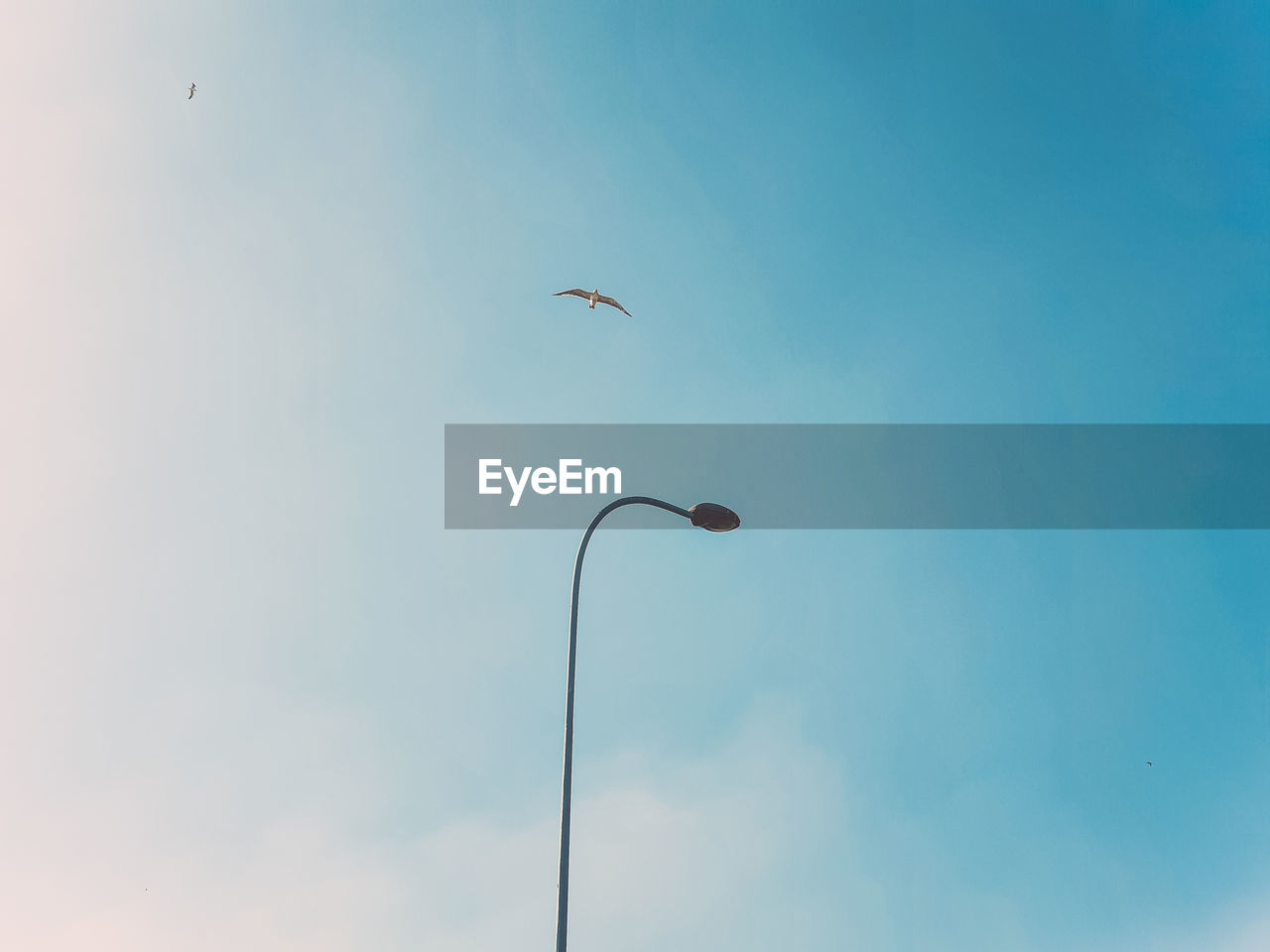 Street lamp and a flying bird against blue sky