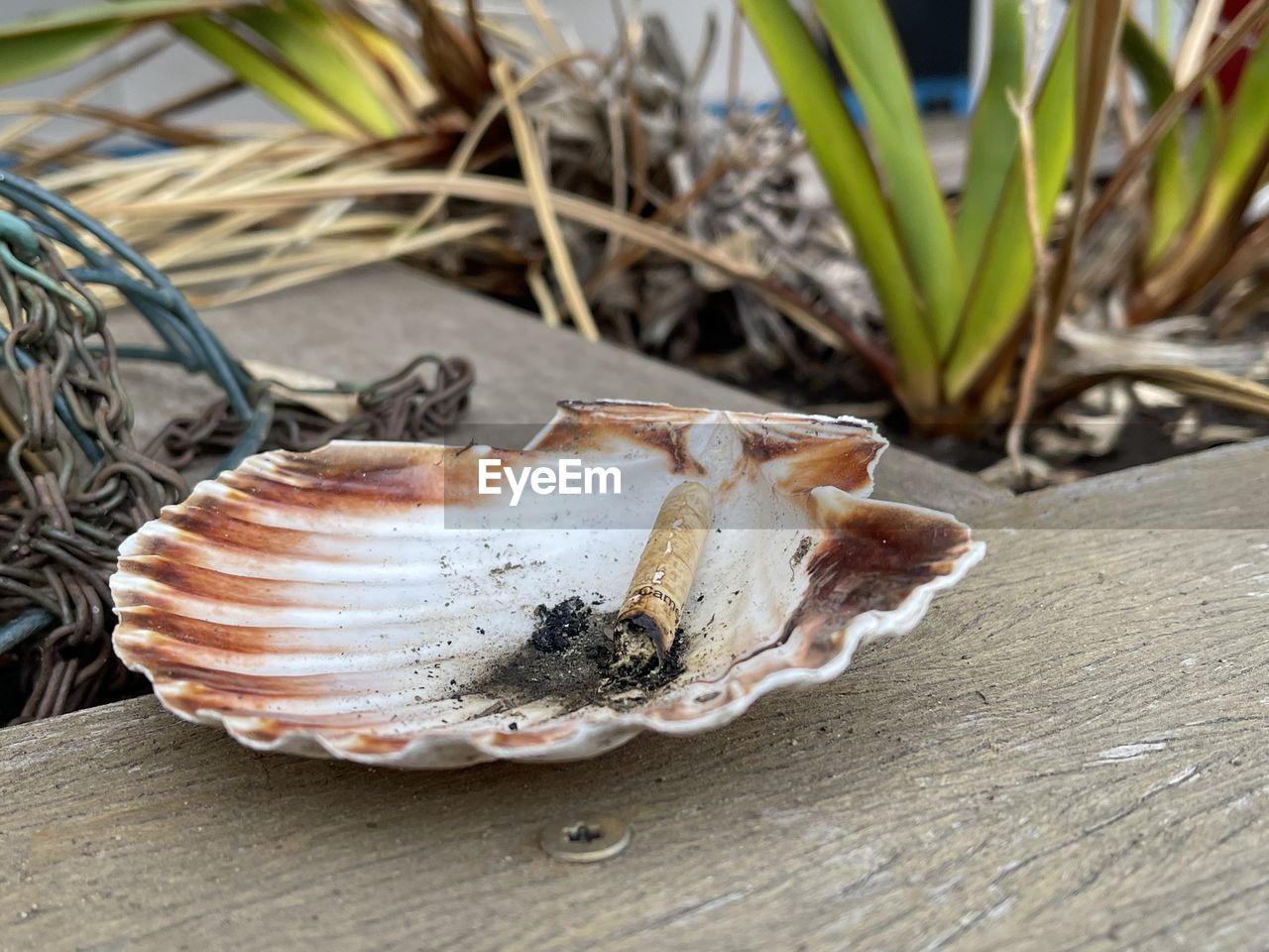 shell, animal, no people, nature, close-up, wood, animal wildlife, plant, leaf, animal themes, day, animal shell, land, outdoors, food, food and drink, wildlife, high angle view, focus on foreground, seafood, sunlight, beach, conch