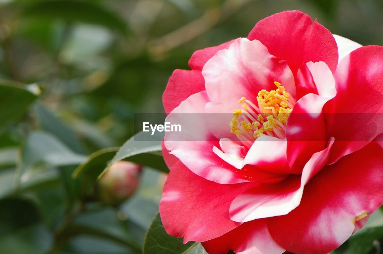 CLOSE-UP OF PINK FLOWER PLANT