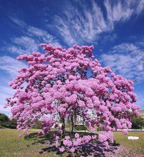 LOW ANGLE VIEW OF PINK FLOWERS ON TREE