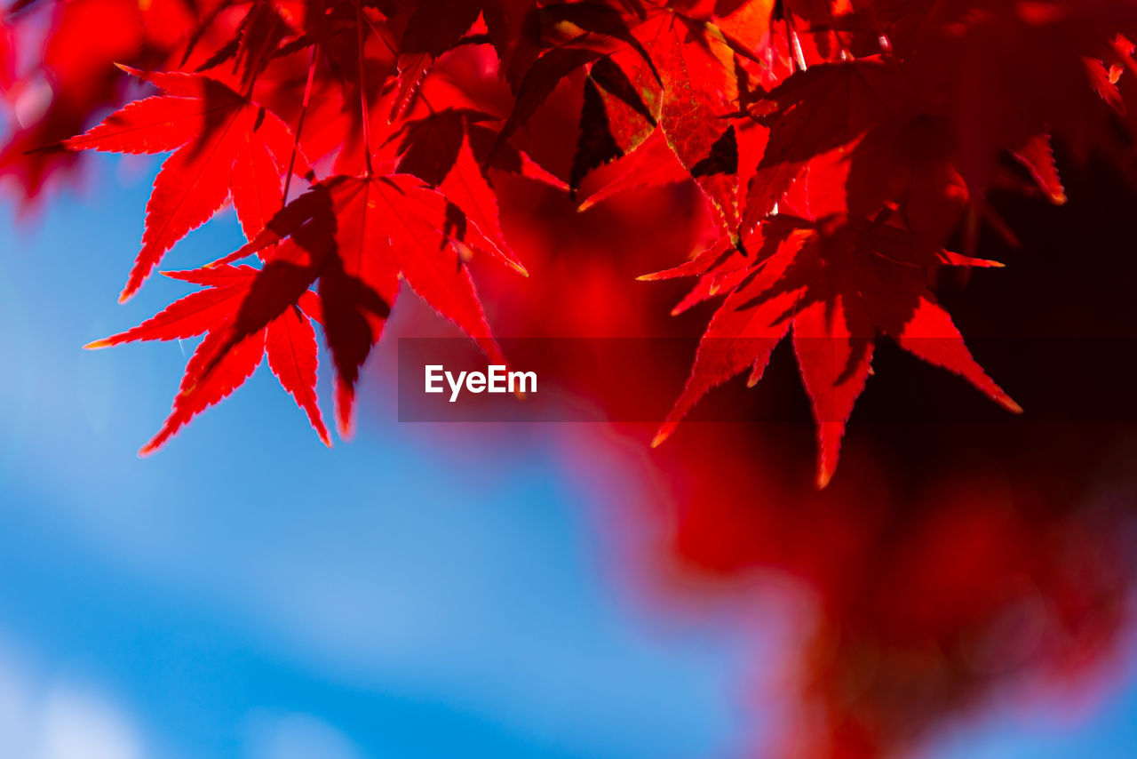 Close-up colorful fall foliage in sunny day. beautiful autumn landscape background