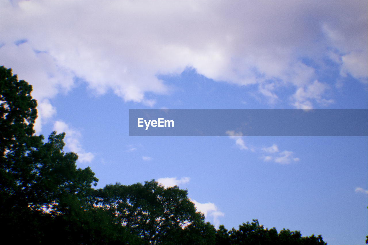 LOW ANGLE VIEW OF TREE AGAINST SKY