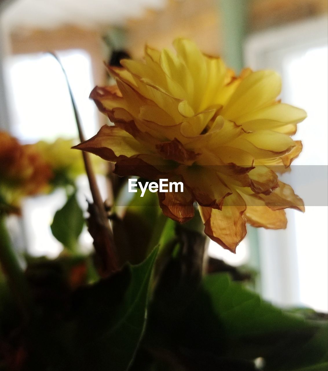 CLOSE-UP OF YELLOW FLOWER AGAINST BLURRED BACKGROUND