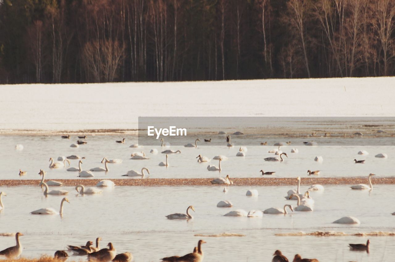 Birds in lake