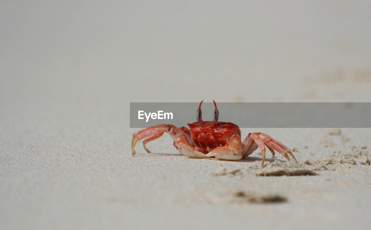 Close-up of crab on sandy beach