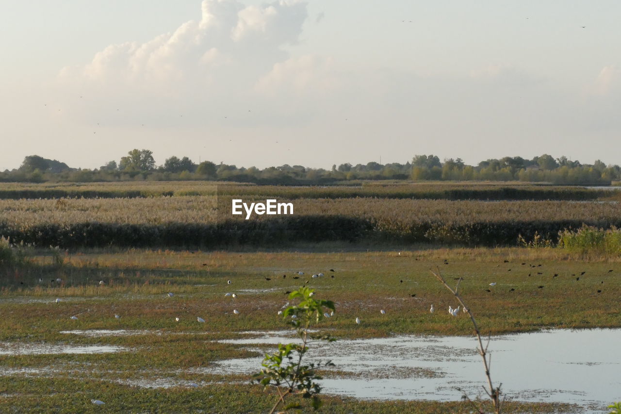 SCENIC VIEW OF FIELD