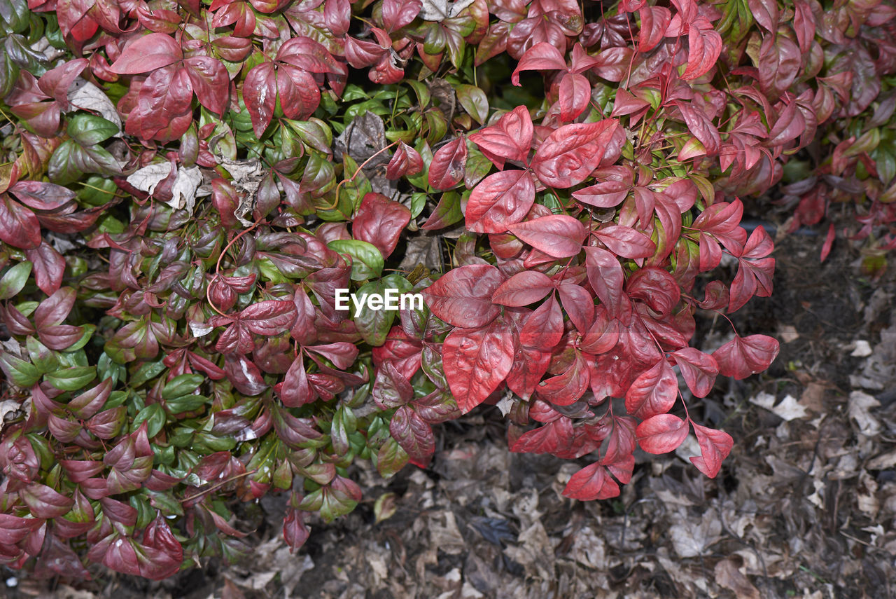 HIGH ANGLE VIEW OF FLOWERING PLANTS