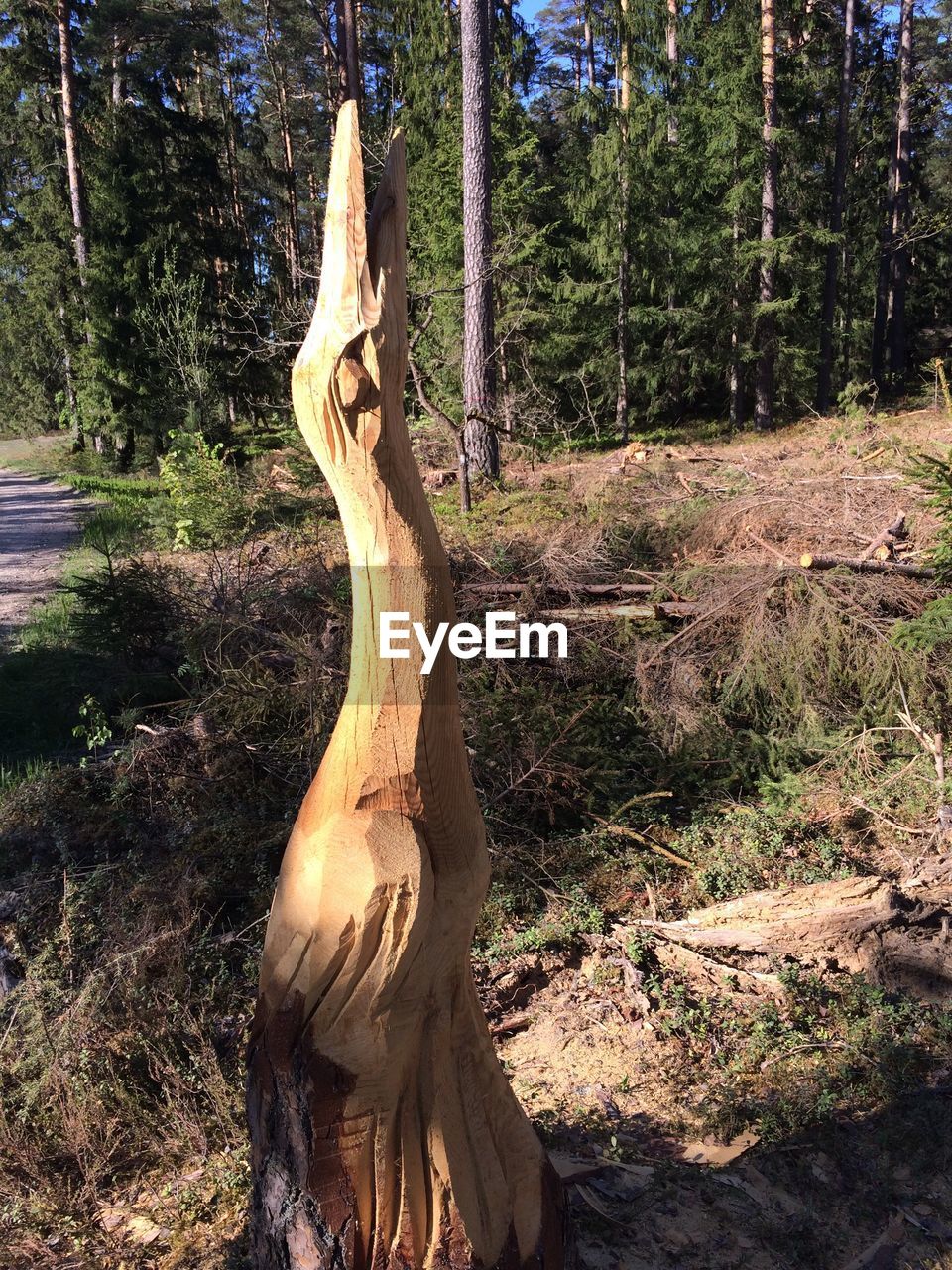 VIEW OF TREE TRUNK IN FIELD