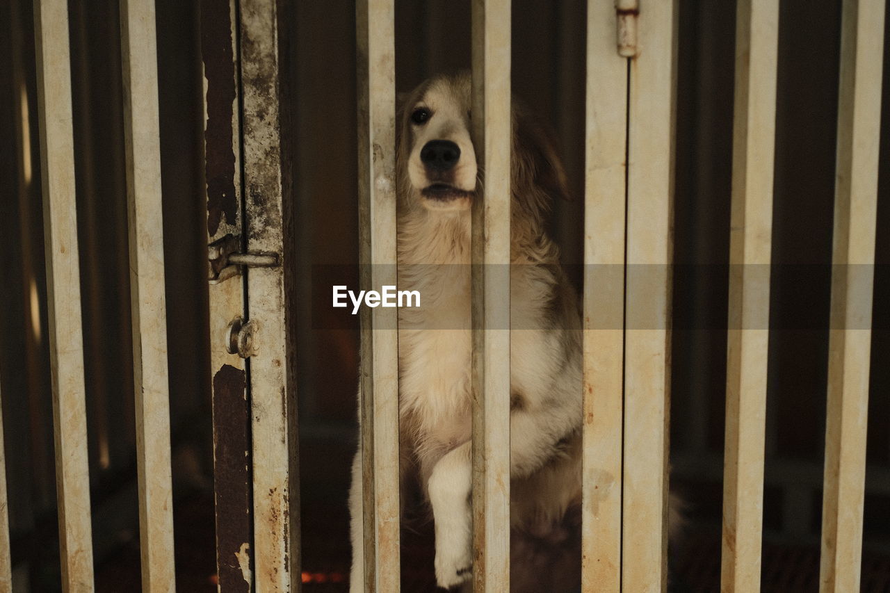 Portrait of dog in cage