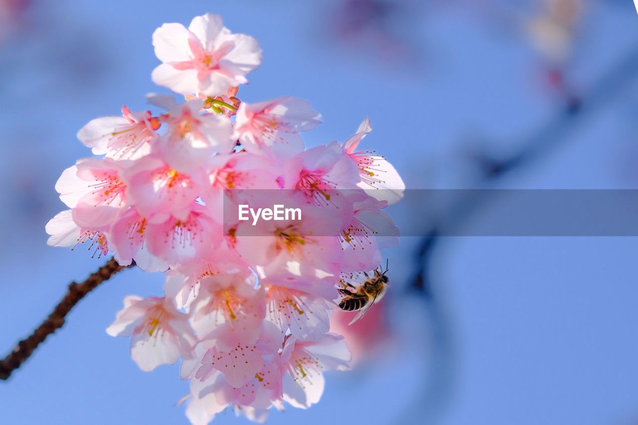 plant, flower, flowering plant, beauty in nature, freshness, fragility, blossom, springtime, nature, growth, tree, pink, close-up, cherry blossom, branch, spring, petal, blue, flower head, no people, macro photography, focus on foreground, outdoors, inflorescence, sky, day, pollen, produce, twig, botany, stamen, cherry tree, fruit tree, fruit, selective focus, cherry