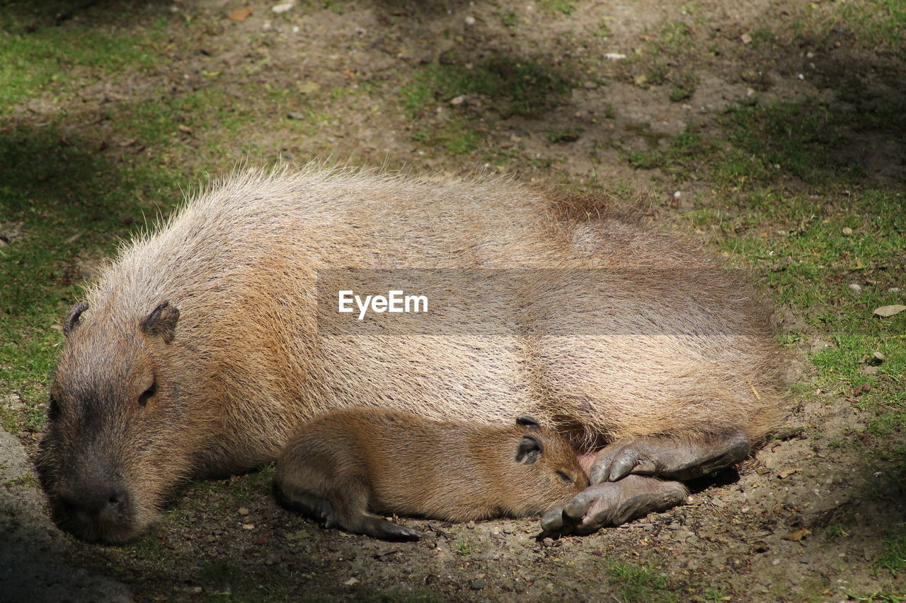 HIGH ANGLE VIEW OF ANIMALS ON FIELD