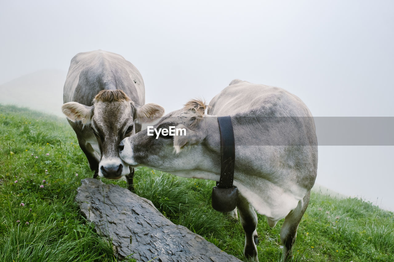 SHEEP IN A FIELD