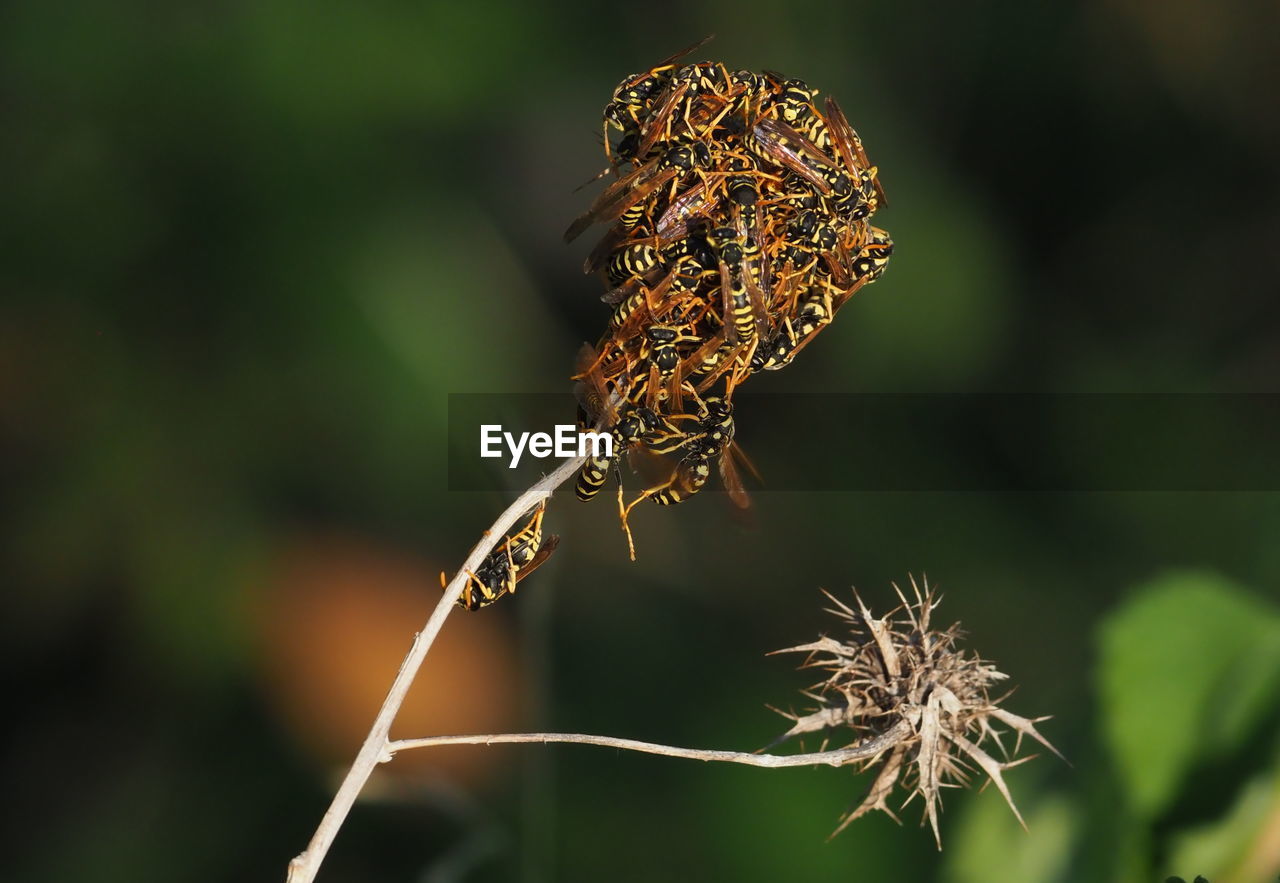 CLOSE-UP OF BUTTERFLY ON PLANT AT PARK