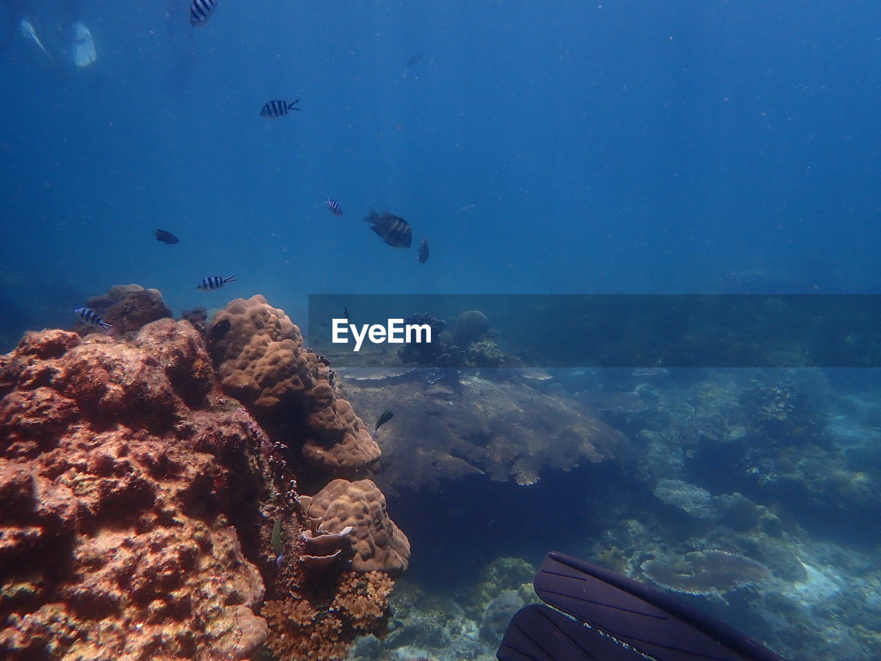 sea, water, underwater, undersea, reef, swimming, wildlife, animal, animal themes, animal wildlife, sea life, ocean, marine biology, adventure, nature, sports, marine, water sports, coral reef, coral, scuba diving, fish, aquarium, beauty in nature, blue, group of animals, exploration, rock, travel, outdoors, travel destinations