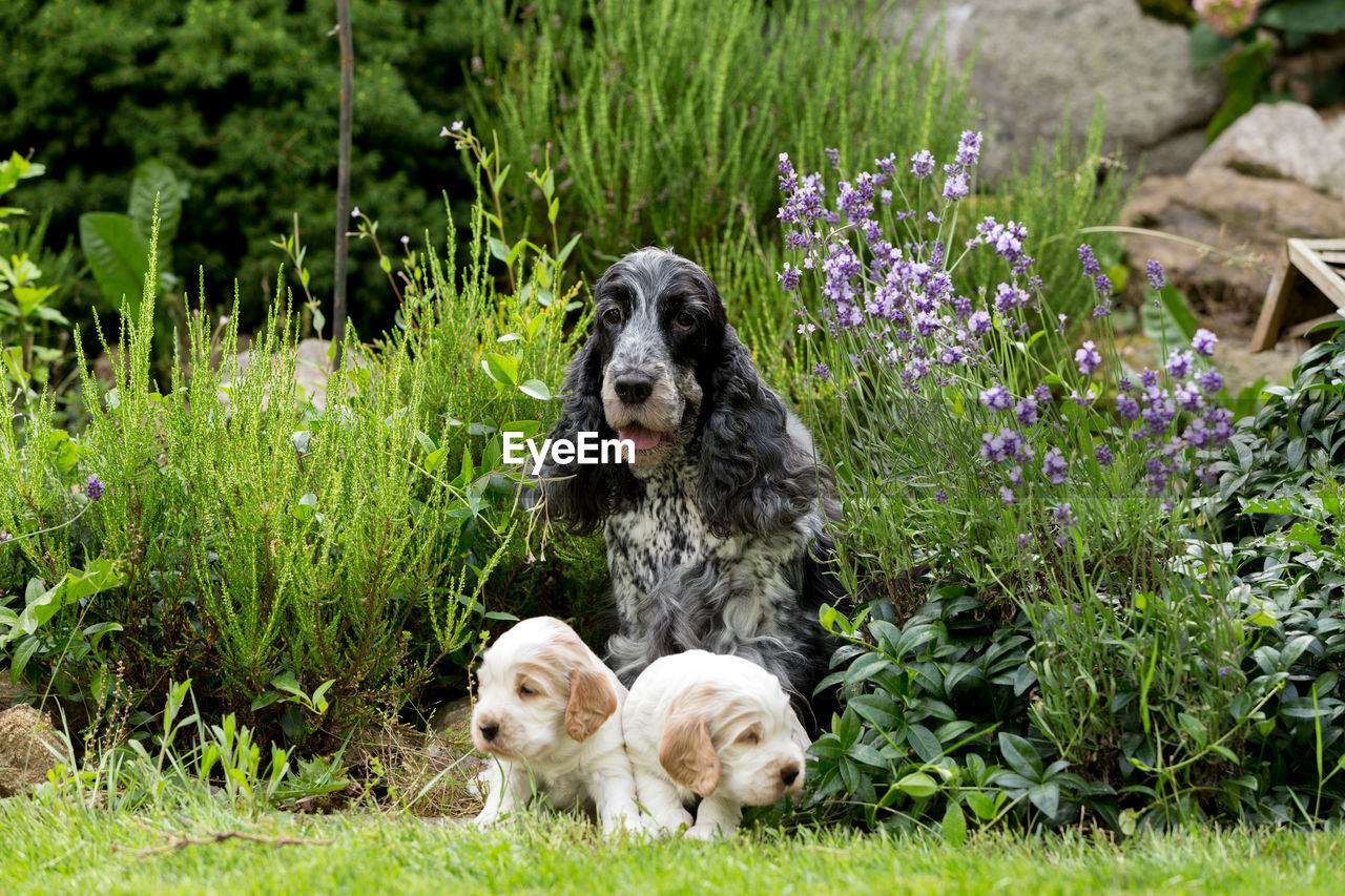 VIEW OF DOG ON LANDSCAPE