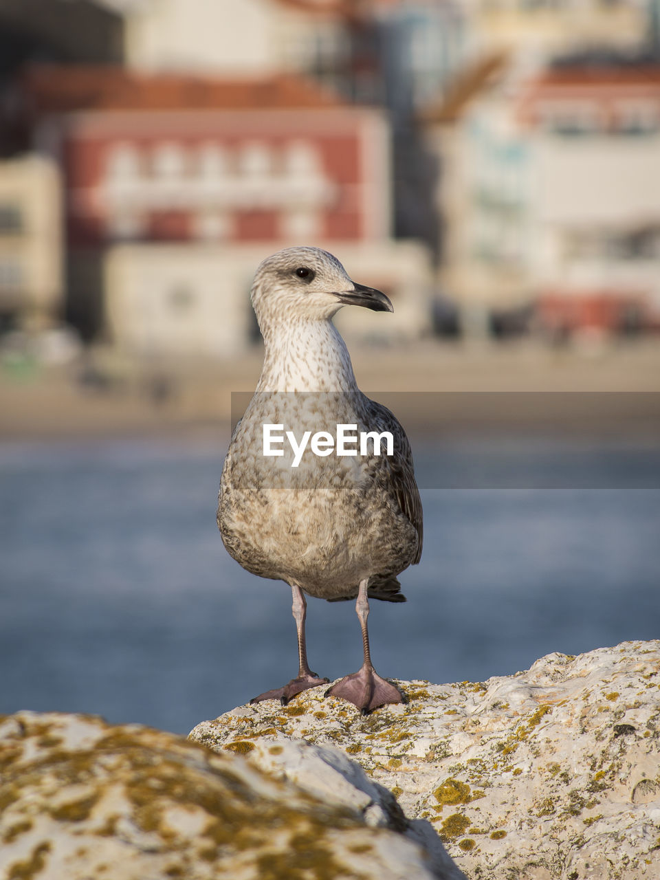 Close-up of seagull perching on rock