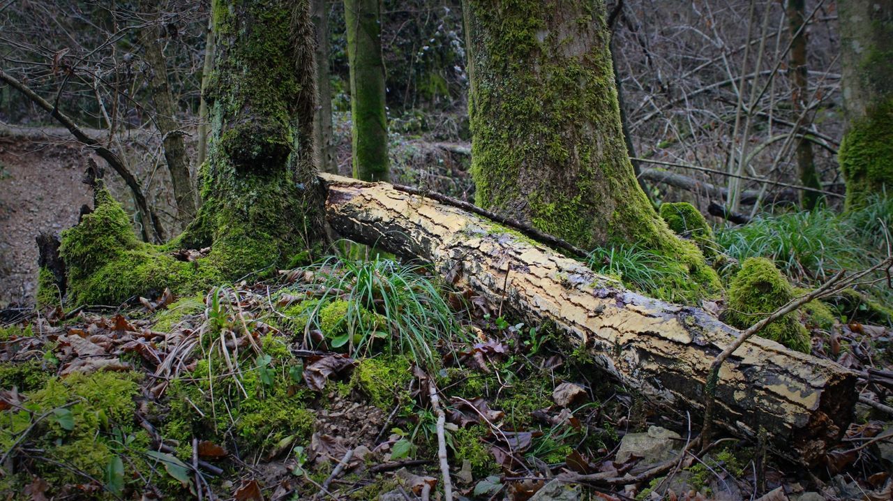 TREES GROWING IN FOREST