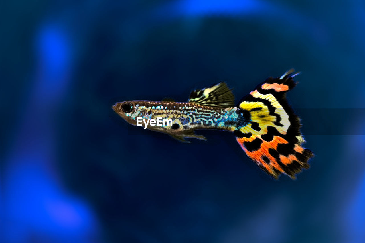 CLOSE-UP OF BUTTERFLY SWIMMING IN SEA