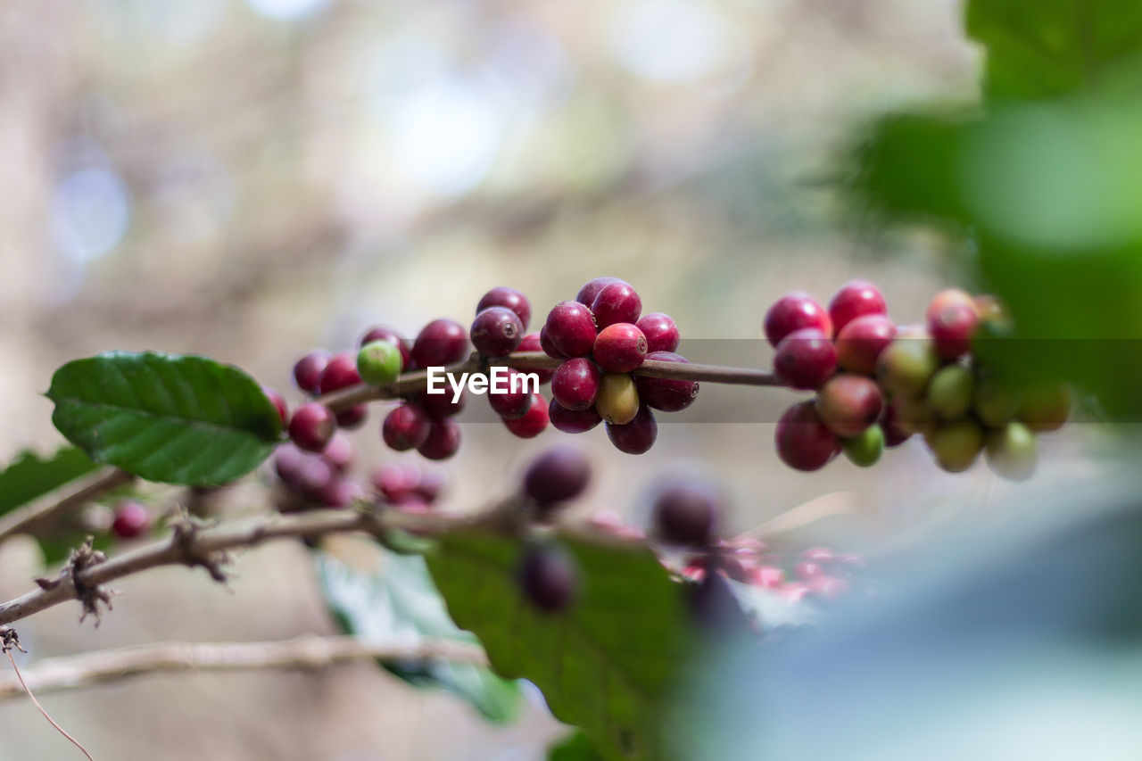 Coffee plants whose seeds are not ready to harvest.