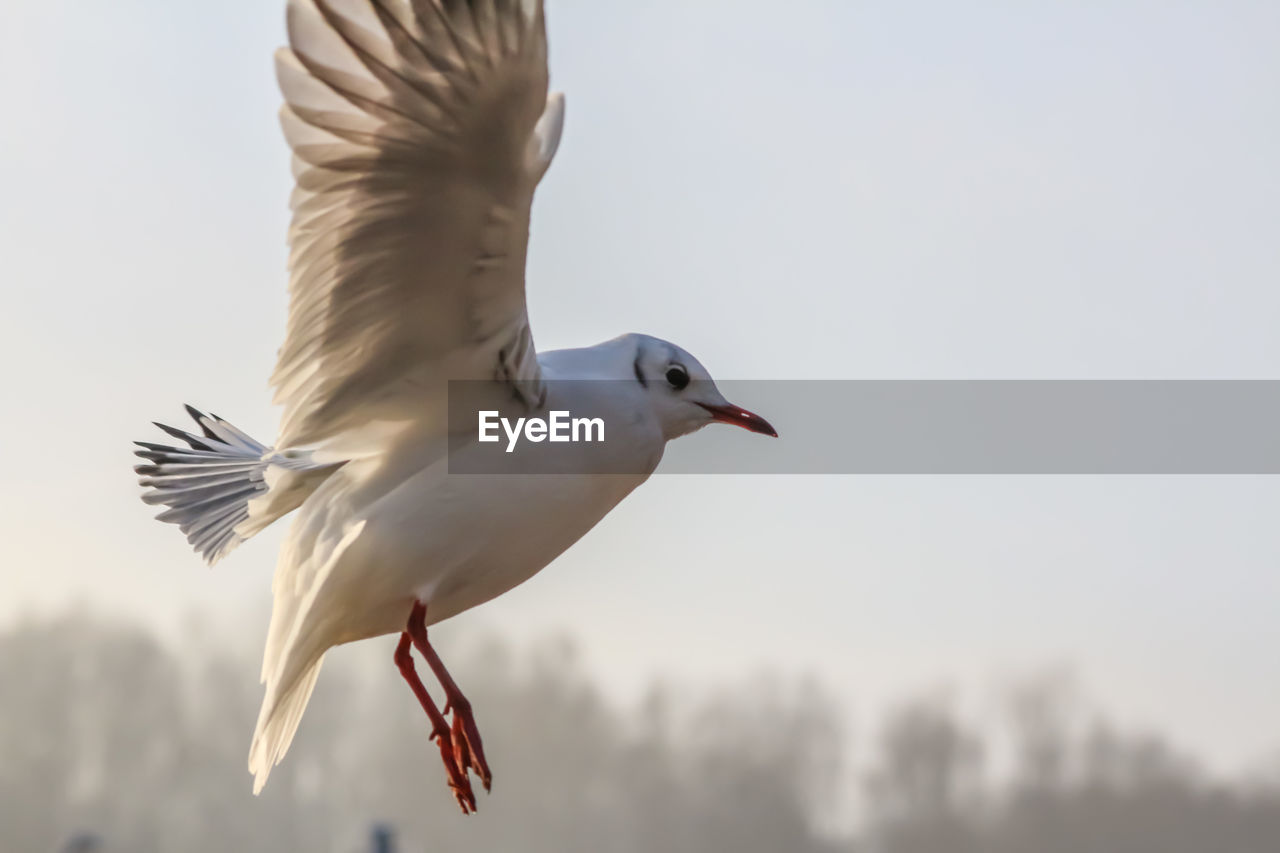 CLOSE-UP OF PELICAN FLYING AGAINST CLEAR SKY