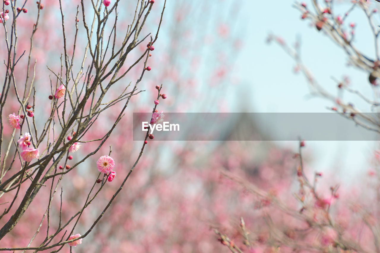 Close-up of red flowering plant on field