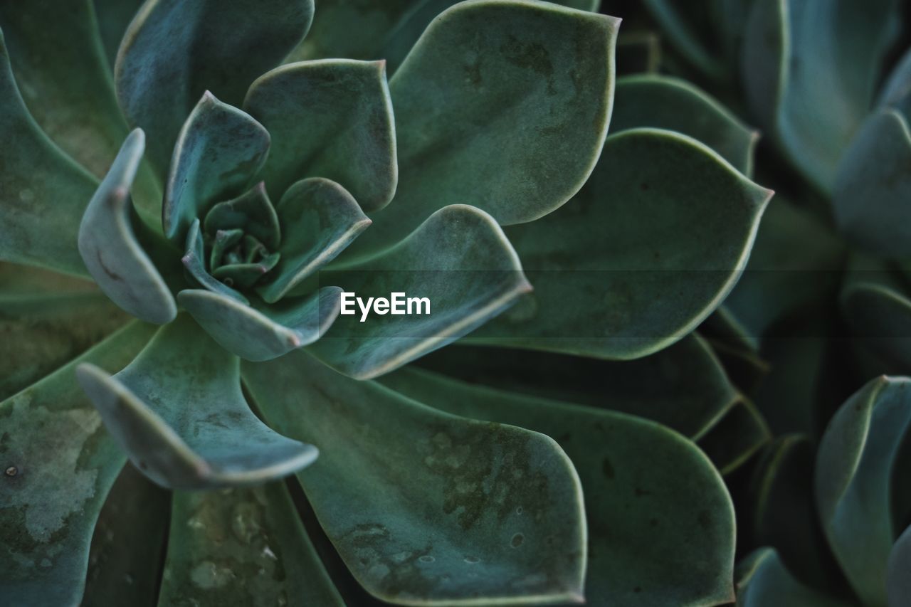 Close-up of succulent plant