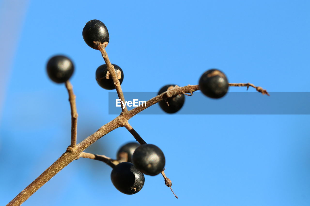 LOW ANGLE VIEW OF BERRIES ON BLUE SKY