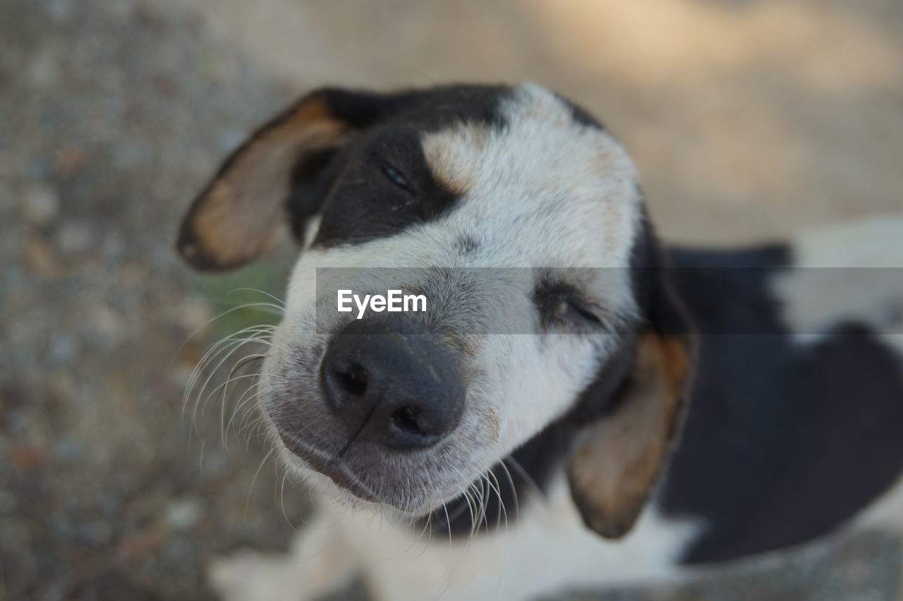 Close-up portrait of dog