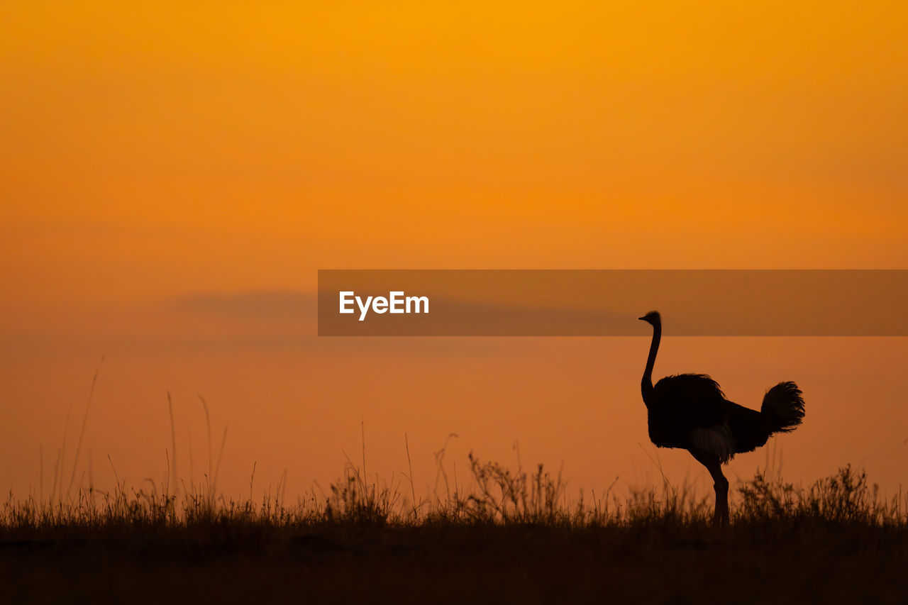 bird in field against sky during sunset