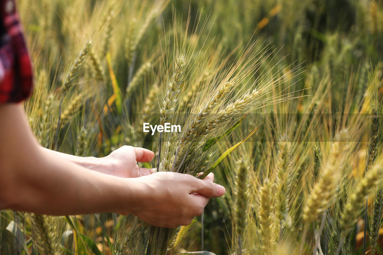 Cropped image of woman touching wheat at farm