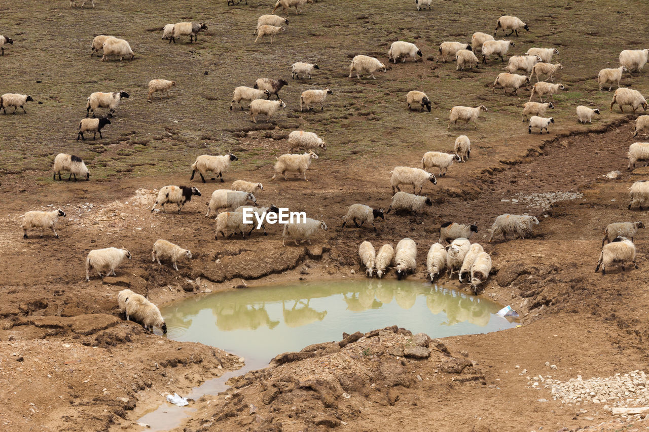High angle view of sheep drinking water