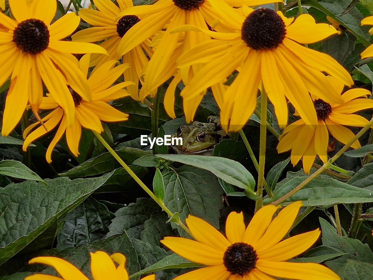 flower, flowering plant, plant, yellow, freshness, beauty in nature, sunflower, growth, flower head, fragility, petal, black-eyed susan, inflorescence, nature, close-up, pollen, no people, wildflower, day, plant part, outdoors, leaf, botany, sunflower seed, high angle view