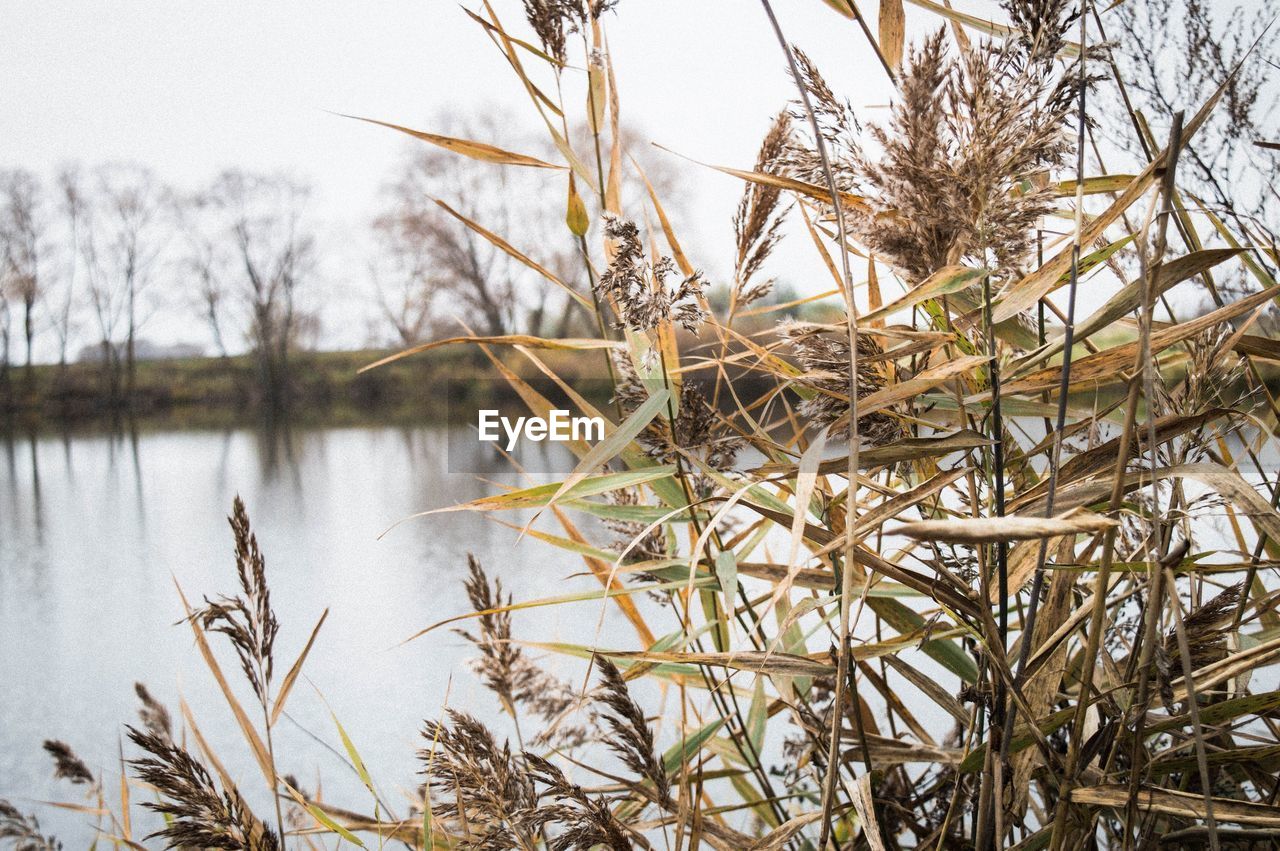 Close-up of plants against lake during winter