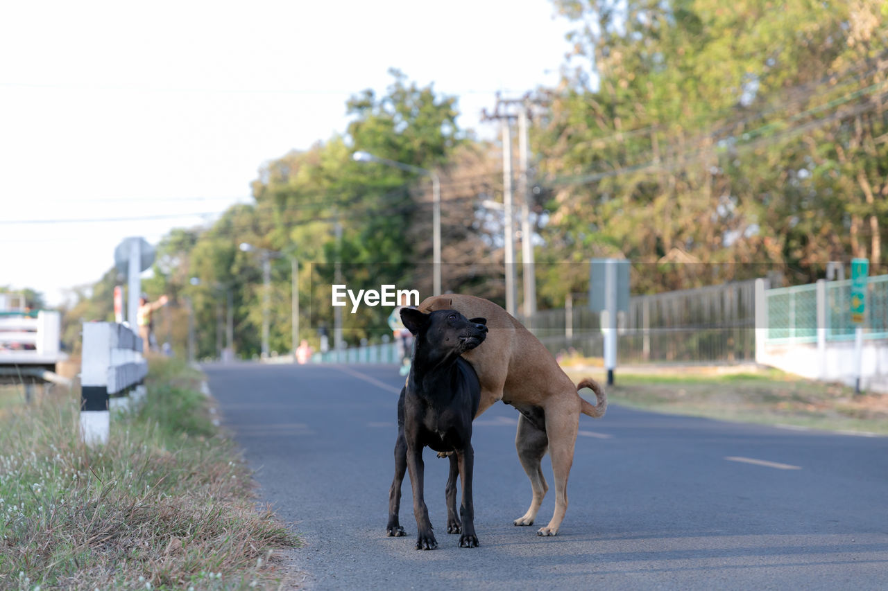 VIEW OF DOG ON ROAD