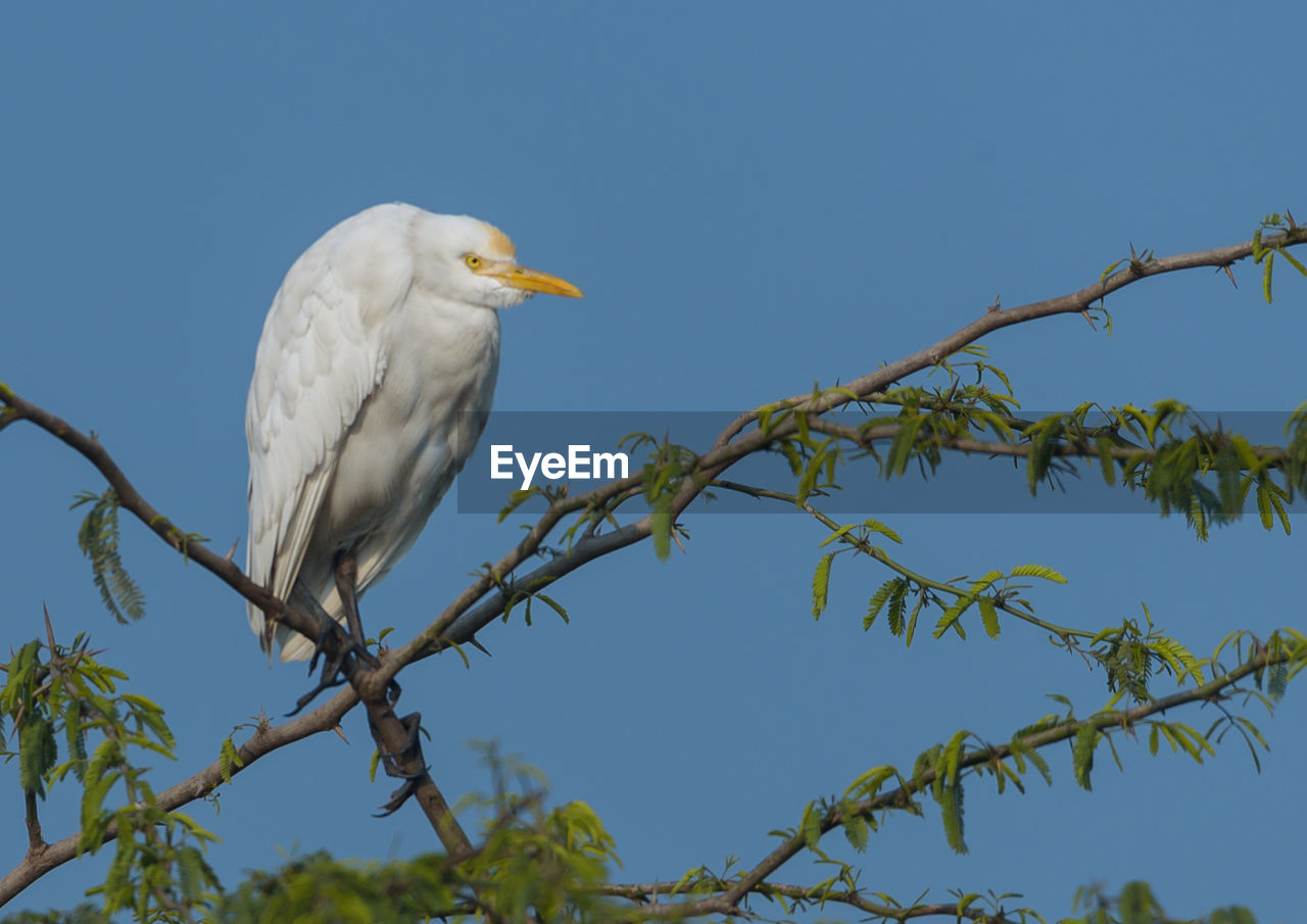animal themes, bird, animal, animal wildlife, wildlife, tree, perching, branch, one animal, plant, nature, beak, sky, blue, no people, clear sky, heron, outdoors, low angle view, day