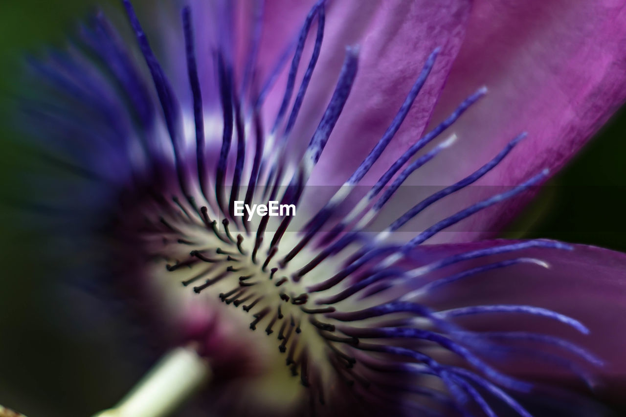 CLOSE-UP OF PURPLE FLOWER IN BLOOM