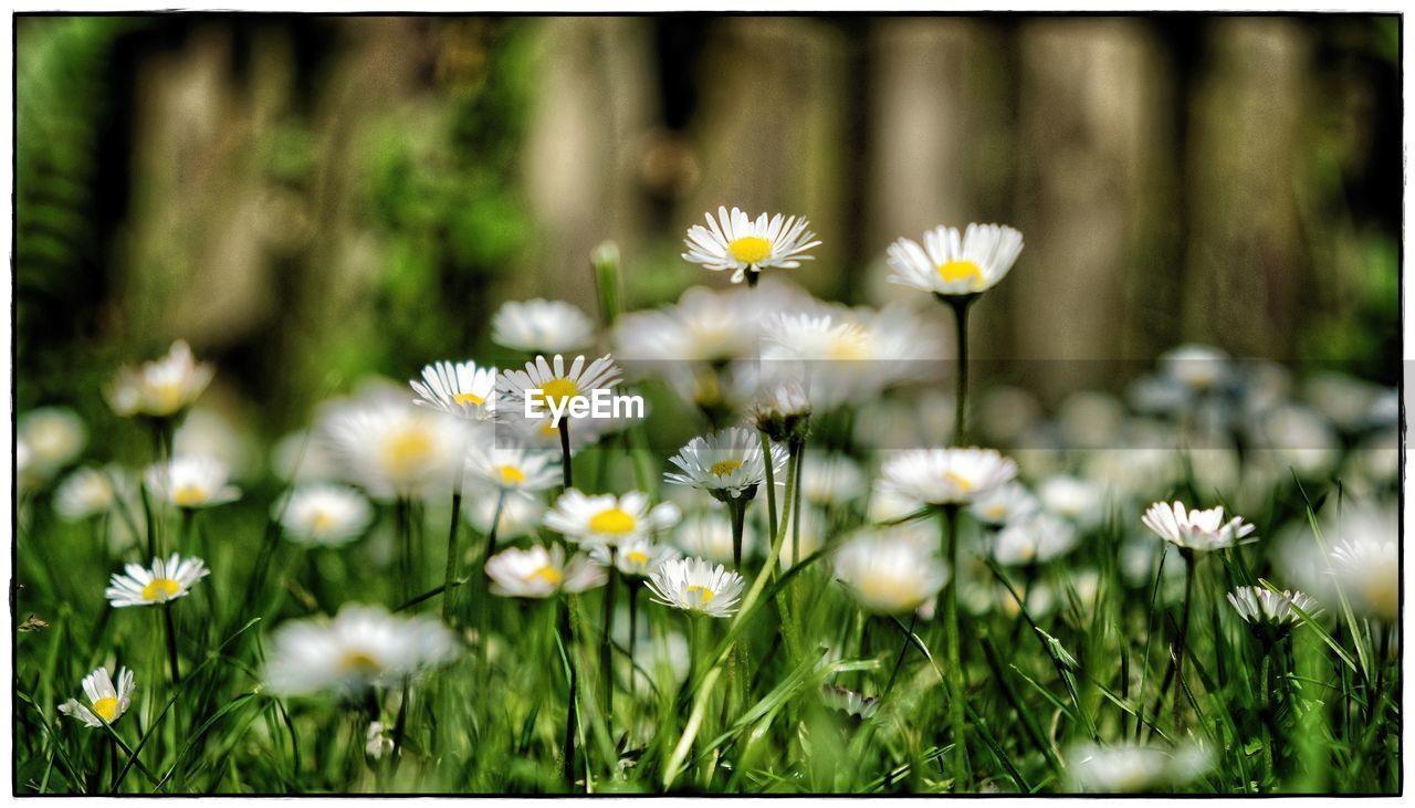 CLOSE UP OF WHITE DAISY FLOWERS