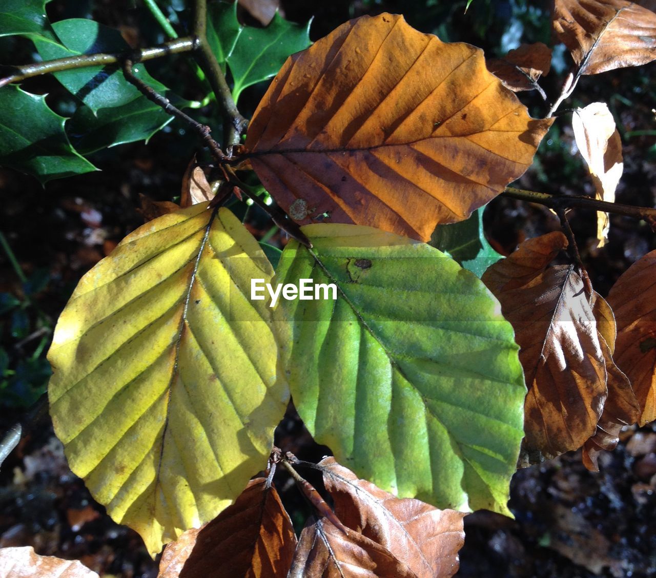 CLOSE-UP OF LEAF