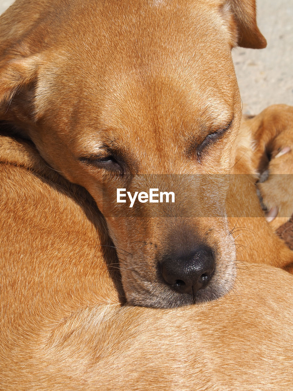 pet, animal, animal themes, dog, mammal, one animal, canine, domestic animals, nose, brown, relaxation, snout, puppy, animal body part, no people, close-up, animal head, resting, portrait, lying down, carnivore, rhodesian ridgeback, sleeping, black mouth cur