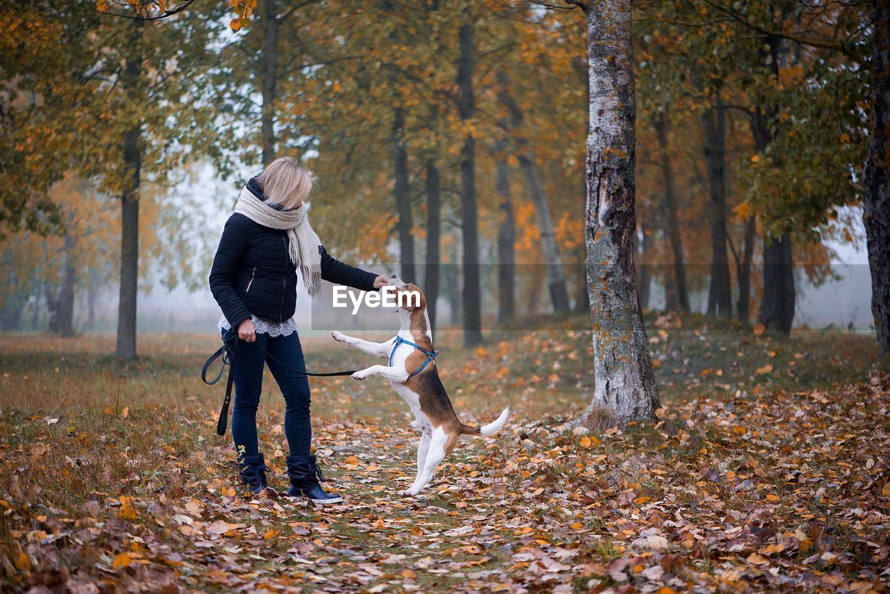 A young woman trains her beagle dog in a park covered with autumn leaves