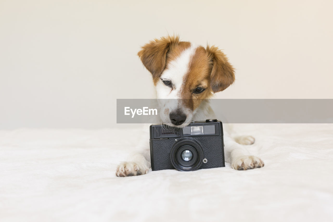 Puppy with camera on bed
