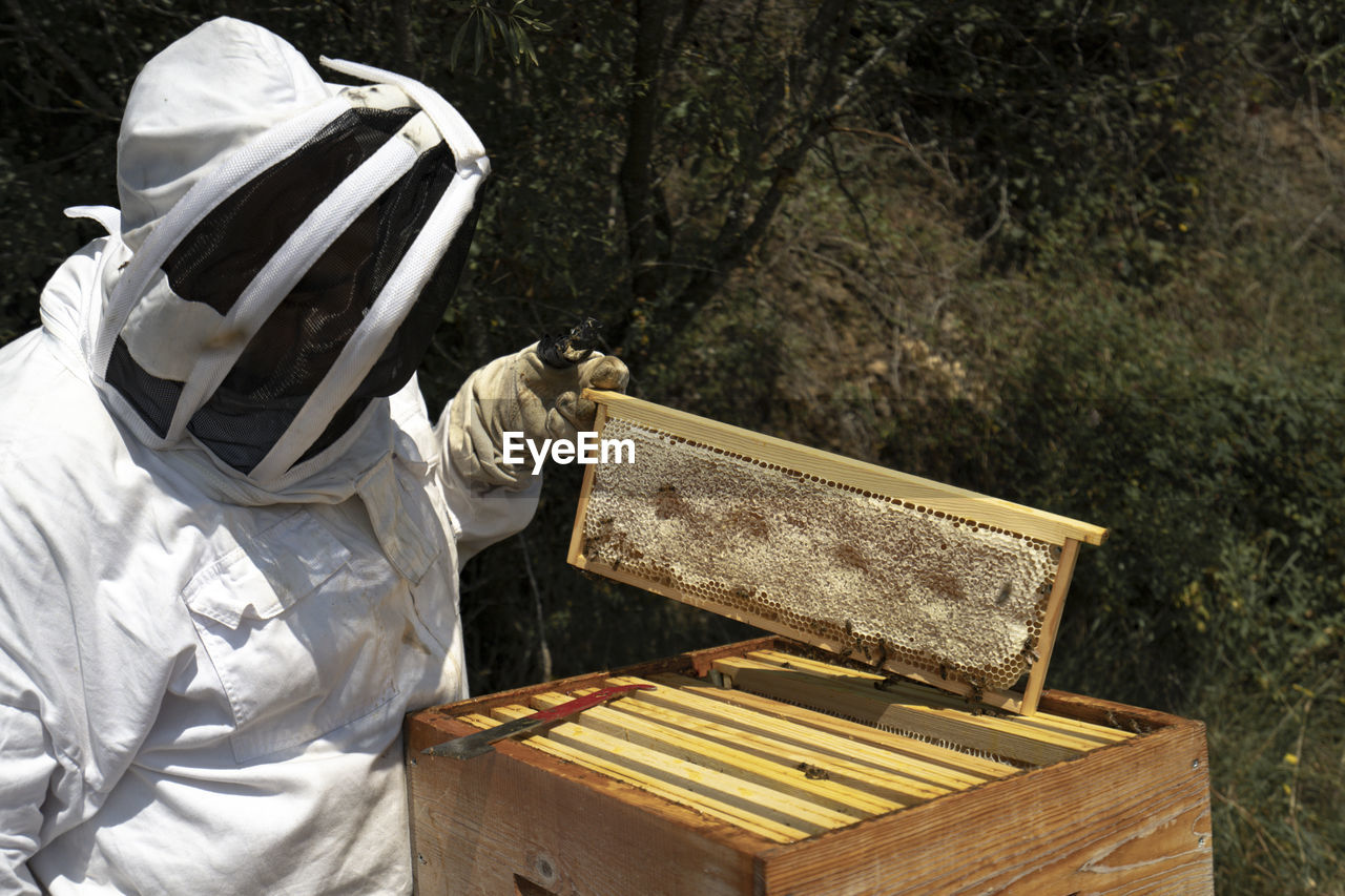 A man on a sunny day wears a bee suit and check beehive honey producti
