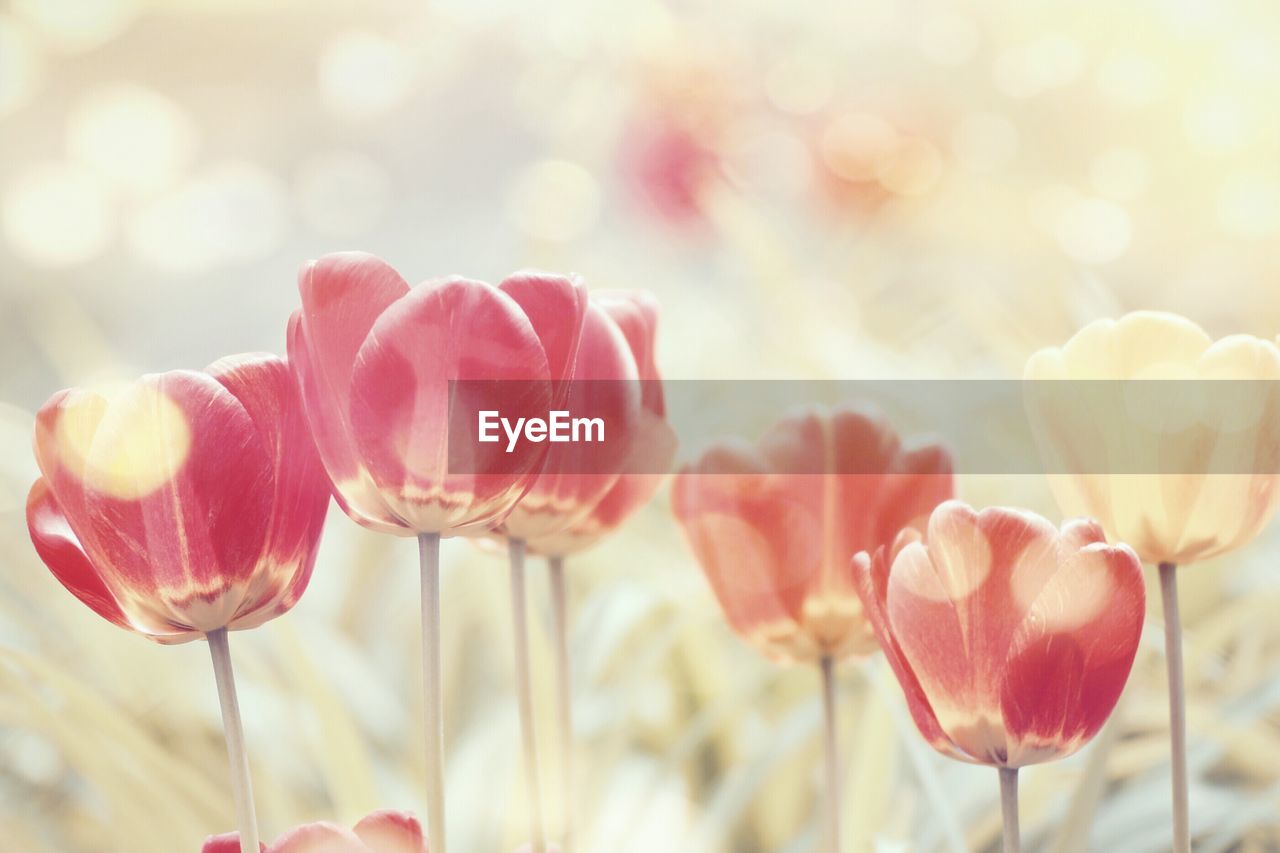 Close-up of pink tulips blooming in park