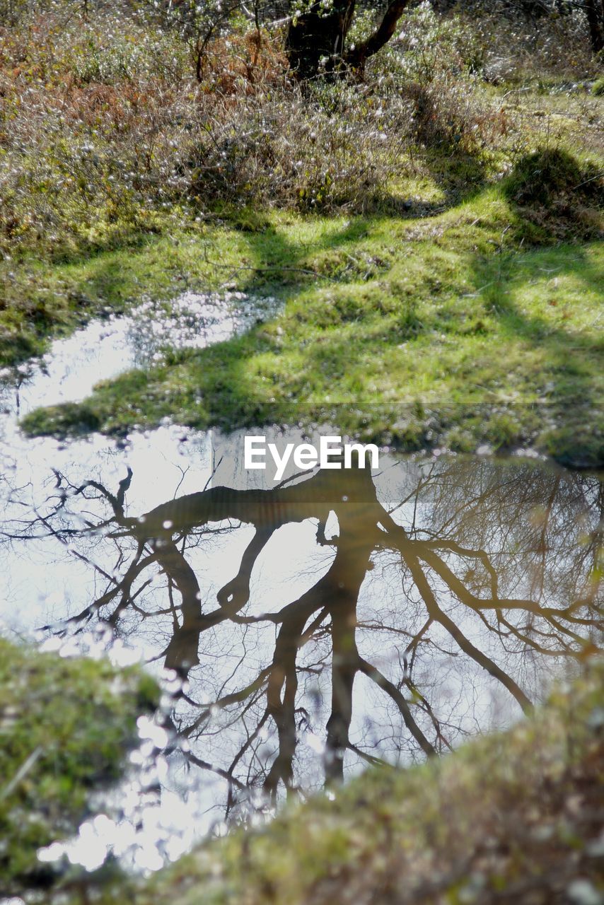 REFLECTION OF TREES IN LAKE